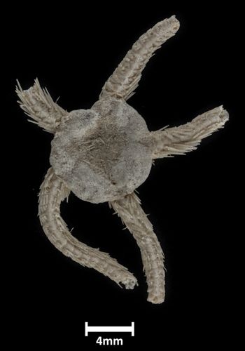 Media type: image;   Invertebrate Zoology OPH-167 Description: Top down view of single ophiuroid specimen with a scale bar.;  Aspect: dorsal